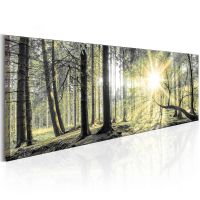 Morning Forest canvas print - flot billede på lærred
