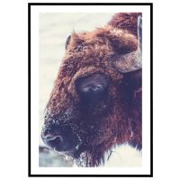 Amerikansk bison billede - Flot print til boligen