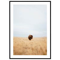 Bison på græsslette billede - Flot print til boligen