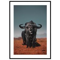 Bøffel på sletten billede - Flot print til boligen