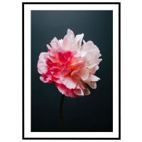 Bonderose på mørk baggrund billede - Flot print til boligen