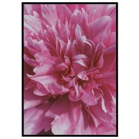 Bonderose - nærbillede billede - Flot print til boligen