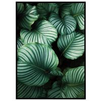 Calathea Orbifolia - stribet plante billede - Flot print til boligen