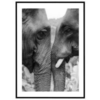 Elefanter i profil - sort/hvid billede - Flot print til boligen