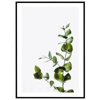 Eukalyptus billede - Flot print til boligen