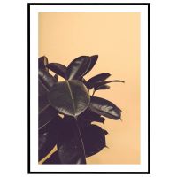 Gummiplante - gul baggrund billede - Flot print til boligen