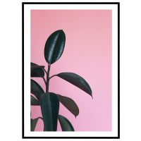 Gummiplante - lyserød baggrund billede - Flot print til boligen