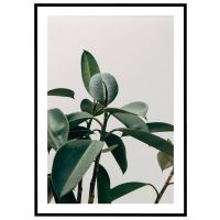 Gummiplante billede - Flot print til boligen