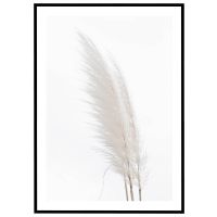 Hvid pampasgræs billede - Flot print til boligen