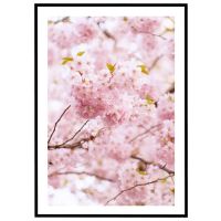 Kirsebærblomster billede - Flot print til boligen