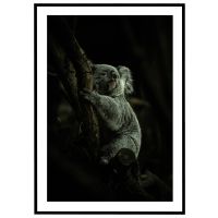 Koala billede - Flot print til boligen