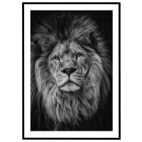 Løve - sort/hvid billede - Flot print til boligen