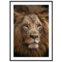 Løve #1 billede - Flot print til boligen