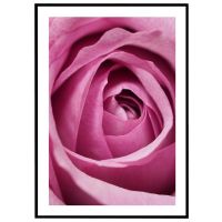 Lyserød rose #1 billede - Flot print til boligen