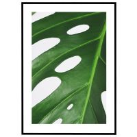 Monsterablad - nærbillede billede - Flot print til boligen