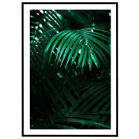 Palme i skygge billede - Flot print til boligen