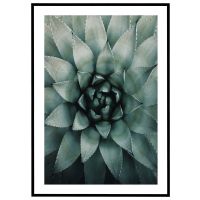 Sukkulent billede - Flot print til boligen