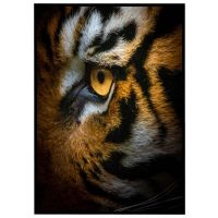 Tigerens øje billede - Flot print til boligen