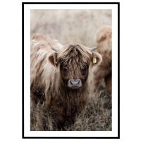 Ung Highland-ko billede - Flot print til boligen