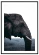 Afrikansk elefant i profil billede - Flot print til boligen