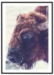 Amerikansk bison billede - Flot print til boligen