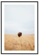Bison på græsslette billede - Flot print til boligen