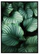 Calathea Orbifolia - stribet plante billede - Flot print til boligen