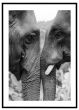 Elefanter i profil - sort/hvid billede - Flot print til boligen