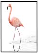 Flamingo i vandet billede - Flot print til boligen