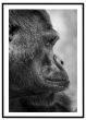 Gorilla i profil billede - Flot print til boligen
