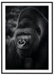 Gorilla billede - Flot print til boligen