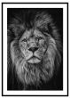 Løve - sort/hvid billede - Flot print til boligen