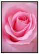 Lyserød rose #2 billede - Flot print til boligen