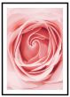 Lyserød rose #3 billede - Flot print til boligen