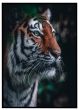 Malaysisk tiger billede - Flot print til boligen