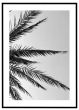 Palmeblade - sort/hvid billede - Flot print til boligen