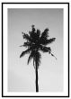 Palmetræ - sort/hvid billede - Flot print til boligen