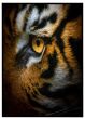 Tigerens øje billede - Flot print til boligen