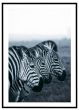Zebraer billede - Flot print til boligen