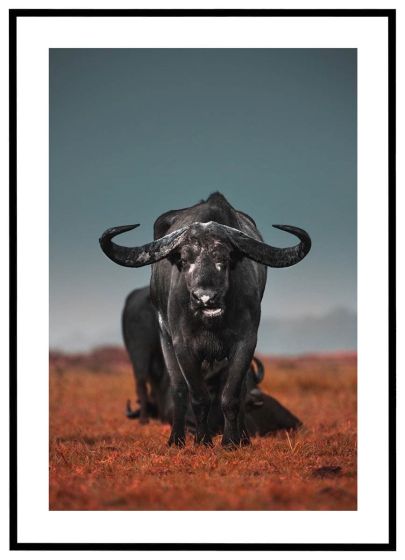 Bøffel på sletten billede - Flot print til boligen