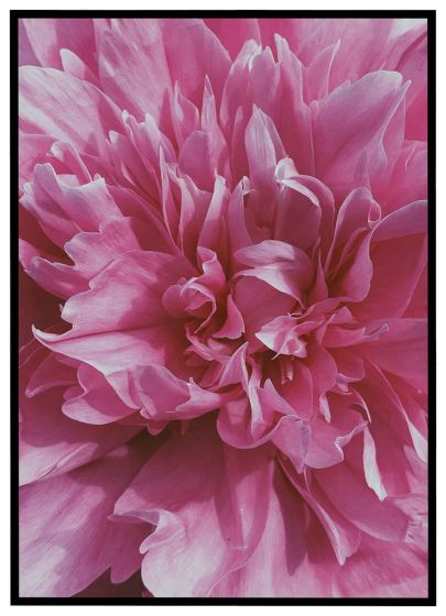 Bonderose - nærbillede billede - Flot print til boligen