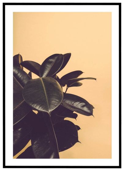 Gummiplante - gul baggrund billede - Flot print til boligen