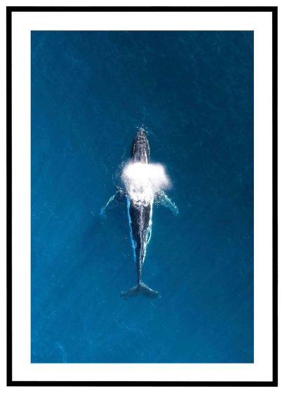 Hval billede - Flot print til boligen
