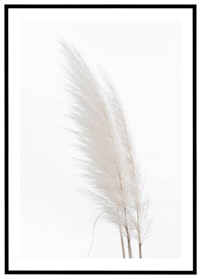 Hvid pampasgræs billede - Flot print til boligen