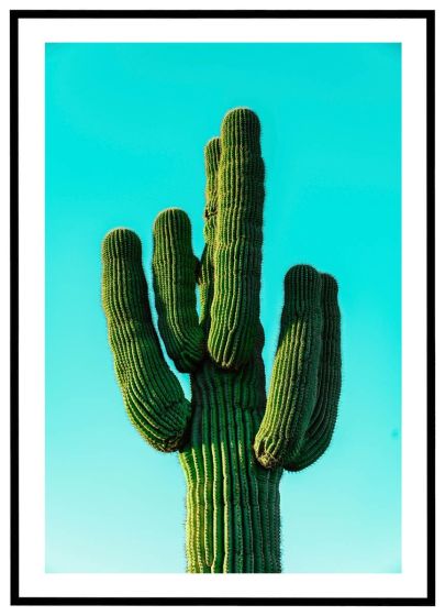 Kaktus billede - Flot print til boligen
