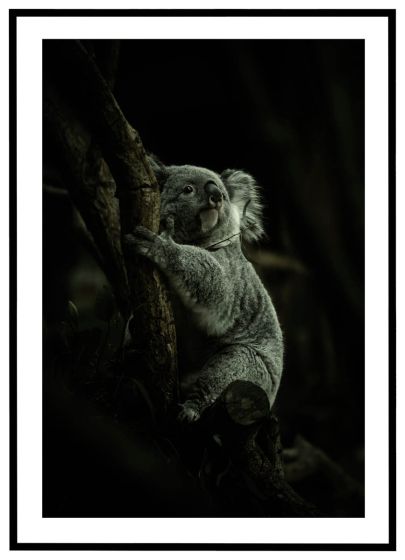Koala billede - Flot print til boligen