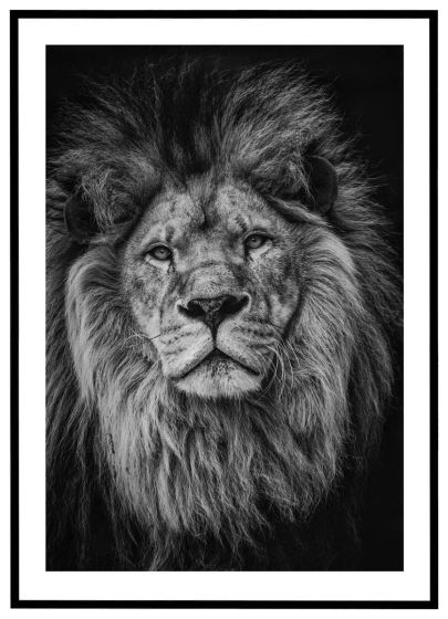 Løve - sort/hvid billede - Flot print til boligen