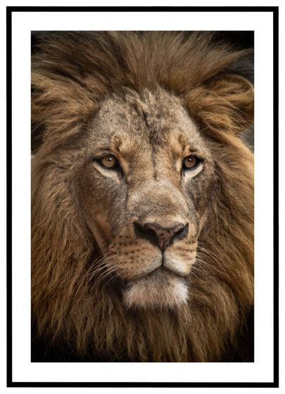 Løve #1 billede - Flot print til boligen