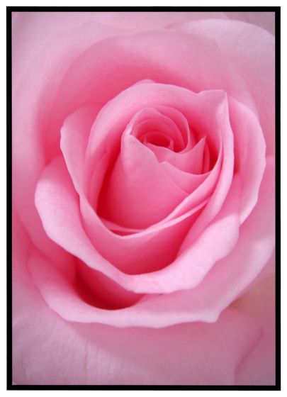 Lyserød rose #2 billede - Flot print til boligen