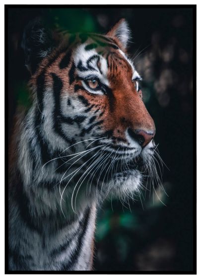 Malaysisk tiger billede - Flot print til boligen